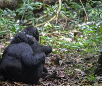 3-ДНЕВНОЕ СПЕЦИАЛЬНОЕ ПРЕДЛОЖЕНИЕ С ШИМПАНЗЕ