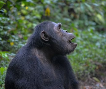 РОСКОШНОЕ ПРЕДЛОЖЕНИЕ НА 3 ДНЯ С ШИМПАНЗЕ
