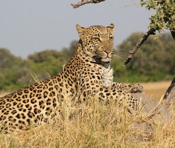 4-дневный тур по Масаи-Мара и озеру Накуру