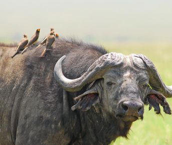 Незабываемое 6-дневное сафари в Кении: сафари, верховая езда и многое другое