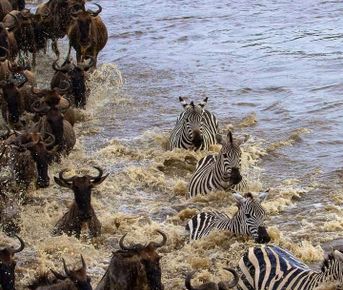 7-дневное классическое сафари в Кении: «Большая пятерка», озера и Масаи-Мара из Найроби