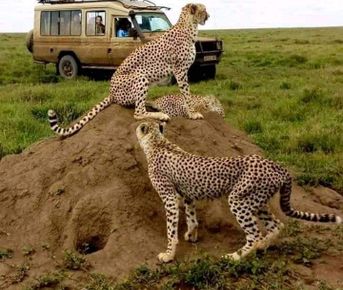 8-дневное сафари в Кении: осмотрите Ол Педжету, озеро Найваша и Масаи Мара