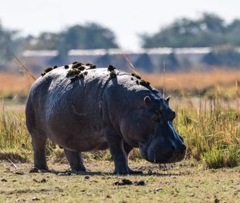 7-дневное групповое сафари в Кении — приключения в Масаи-Маре, Накуру, Найвашей и Амбосели