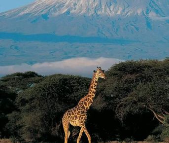 3-дневный тур по национальному парку Амбосели.