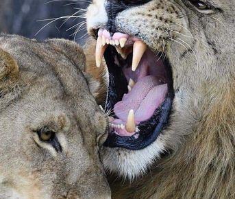 Трехдневный тур по национальному парку Самбуру.