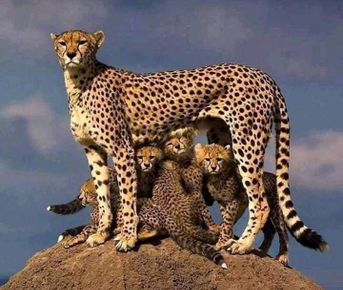 5 дней сафари в Масаи-Мара, озере Накуру и Абердаресе.