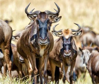 3-дневный тур по Западному Амбосели и Цаво.