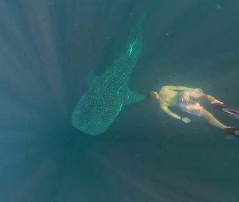 Плавание с китовыми акулами на Сумбаве