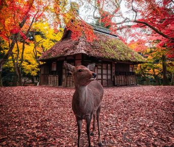 Цветение Кленов В Японии!