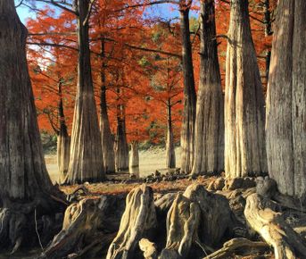 Красные кипарисы, винодельни и Адыгея
