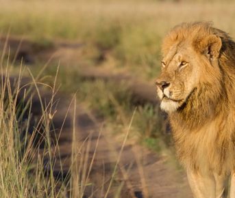 Лучшее сафари в Кении: Абердарес, Накуру, Найваша и Масаи-Мара