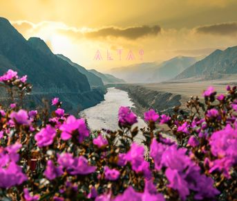 Цветение маральника, 3 дня