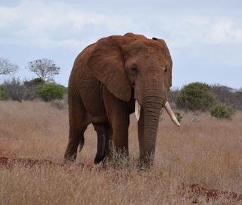 Двухдневное сафари в заповеднике Ол Педжета