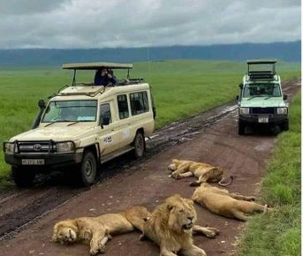 Познакомьтесь с дикой природой Кении: 3-дневное сафари по Масаи Мара