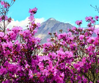 Цветение маральника, 5 дней