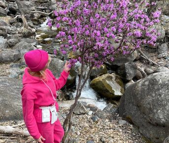 Цветение маральника и Нижняя Катунь