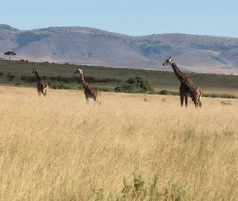 Кения Великая Миграция Масай Мара+Накуру