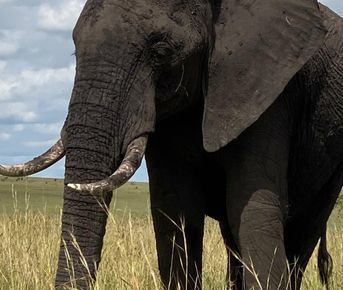 Трехдневное сафари по дикой природе Амбосели: познакомьтесь с «большой пятеркой» Африки