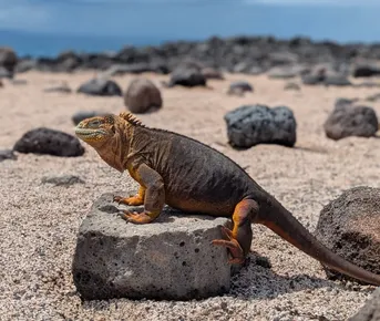 Колумбия, Эквадор и Галапагосы: 15 дней из National Geographic