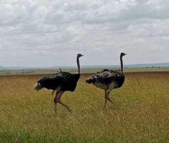 Незабываемое 6-дневное сафари: редкая дикая природа и великая миграция
