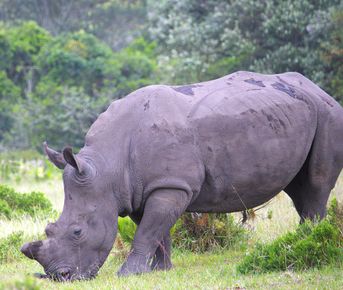 Юар: Треккинги, сафари, экскурсии, винодельни