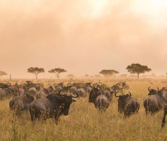 8-дневный миграционный речной переход антилоп гну