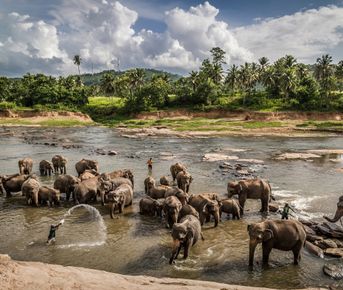 Новогодние Чудеса Цейлона И Личное Самадхи