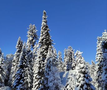 Лучшие горнолыжные курорты Алтая и Горной Шории за 7 дней
