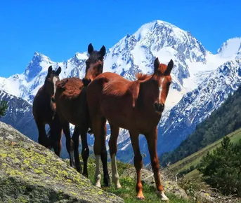 Треккинг в Приэльбрусье без рюкзаков.