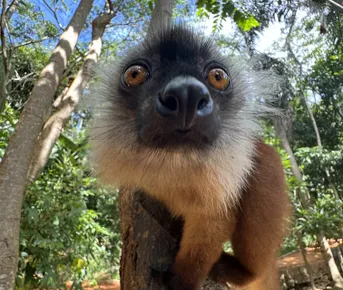 Мадагаскар. Маврикий