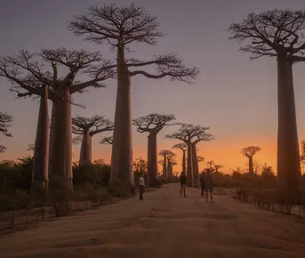 Мадагаскар и Маврикий - Киты, Вертолет, Баобабы, Лемуры!