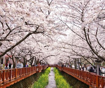 Южная Корея: Весенняя сакура