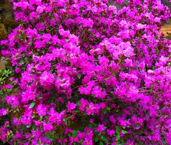 Цветение Маральника На Алте