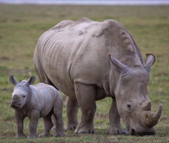 Исследуйте Кению за 5 дней: Масаи Мара, озеро Накуру и Найваша Ад