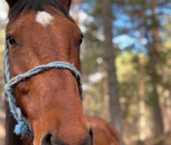 Конный тур Осень в Архызе