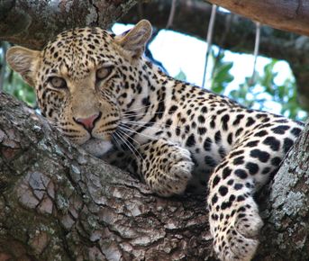 9 дней Королева Елизавета, водопад Мерчисон, горные гориллы, шимпанзе 