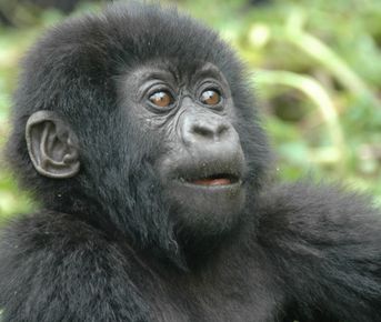 10-дневная экскурсия по Уганде с шимпанзе и гориллами