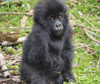 10-дневный тур по Руанде — приматы и сафари в Руанде