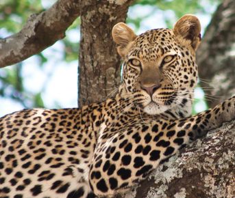 8-дневная прогулка по львам королевы Елизаветы, экспедиция горилл и шимпанзе