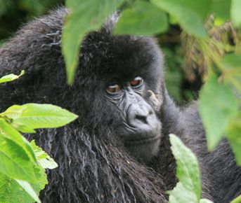 Восьмидневная экспедиция Уганды: шимпанзе, гориллы и львы