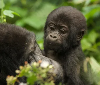 3-дневное сафари с гориллами в Уганде