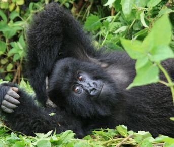 7-дневный незабываемый опыт сафари в Уганде