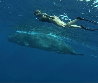 Киты и Кашалоты на Маврикии