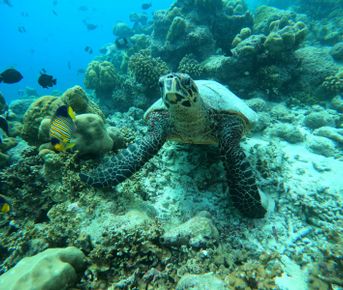 Мальдивы! Два острова! Яркий фото/видео контент включен!