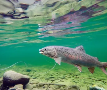 Трофейная Рыбалка На Горной Реке