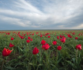 Путешествие в цветущую степь