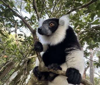 Мадагаскар. Маврикий