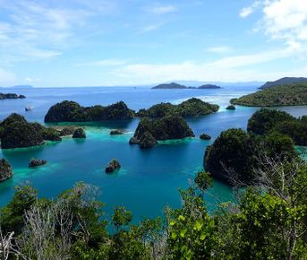 В поисках долгопята и райской птицы