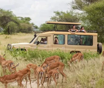 10 дней дикой природы Танзании и пляжного отдыха на Занзибаре