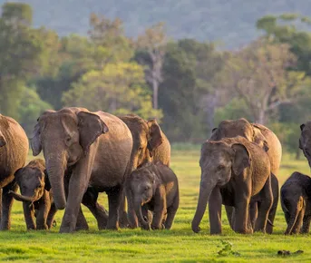 Шри-Ланка за 5 дней с сафари: от Коломбо до Миннерии (индивидуально)